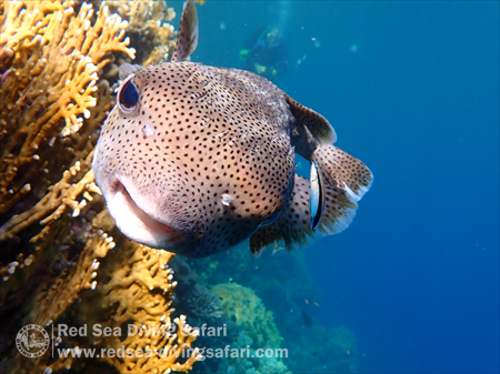 pufferfish